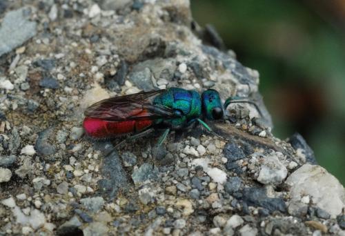 Réf. 202 659 : Chrysura sp.